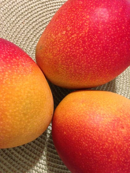 Se estima que la India produce dos tercios de los mangos del mundo