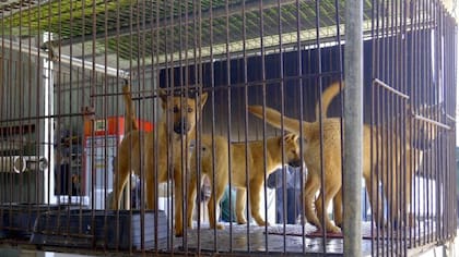 Se estima que quedan medio millón de perros en granjas de producción de carne canina en todo el país