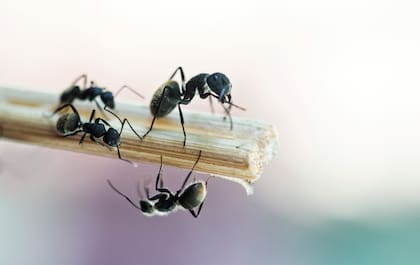 Se estima que todas las hormigas del mundo pesan más que la suma de los animales africanos y las ballenas