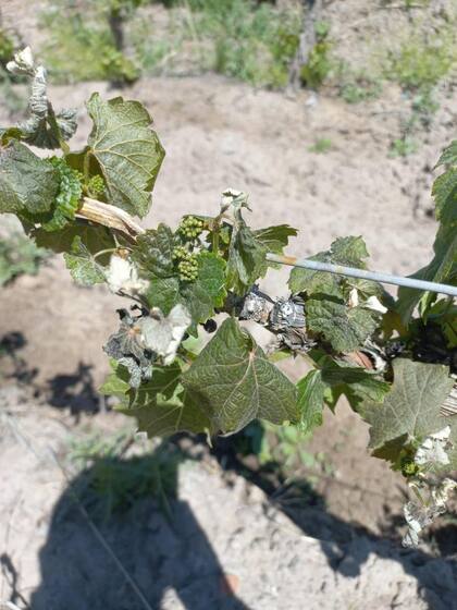 Se estima una fuerte merma productiva en los viñedos y frutales