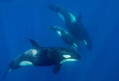 Se estudió a más de 40 orcas de la península Ibérica (Foto: X)