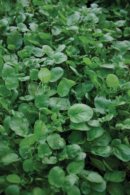 Se evidencia que unos 100 gramos de berro poseen 3 mg de hierro, cantidad que supera al contenido de 100 gramos de carne, por lo que se lo cataloga como un alimento ideal para combatir la anemia