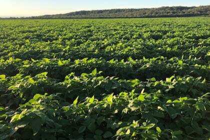 Se exportan 800-1000 toneladas de poroto por año y 1000-1200 toneladas de chía