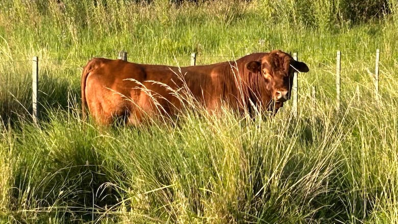 Vacas