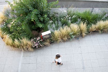 Se generó una matriz compuesta por Nassella neesiana, Perovskia atriplicifolia y Leucanthemum maximum.