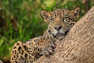 "Se ha abierto un mercado y se ha visto que es muy lucrativo. Estoy convencido de que (el tráfico de partes de jaguar desde Bolivia) sigue", afirmó Aliaga