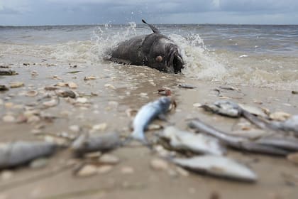 Florida está sufriendo la peor marea roja en más de una década
