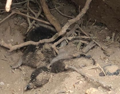 Se habrían arrasado con unos 292 nidos