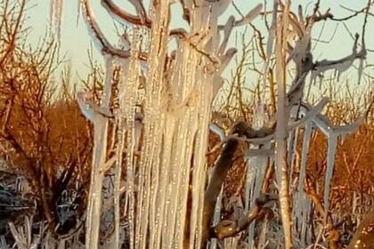 Se han visto afectados los almendros, el durazno, la pera y el damasco