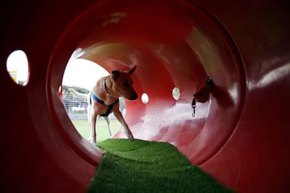 Se inauguró el primer parque para mascotas de la Ciudad