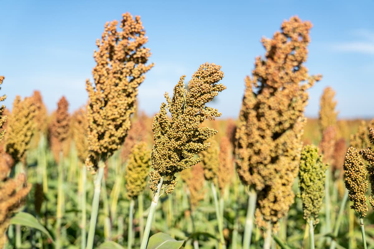 Safra argentina com nova aplicação enfrenta EUA na China