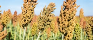 Un cultivo argentino con un nuevo uso le ganó una batalla a Estados Unidos en China