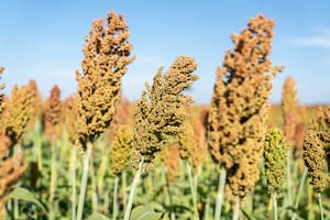 Un cultivo argentino con un nuevo uso le da batalla a Estados Unidos en China