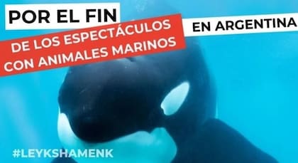 Se inició la junta de firmas para evitar que los animales del Aquarium de Mar del Plata sean trasladados a otros acuarios o zoológicos