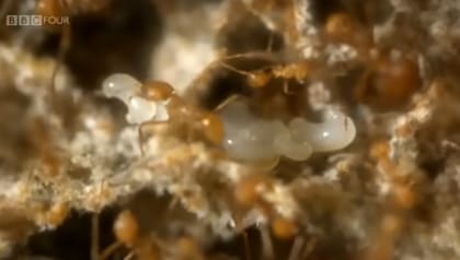 Se instalaron cámaras para ver el interior de los nidos (Foto: BBC)