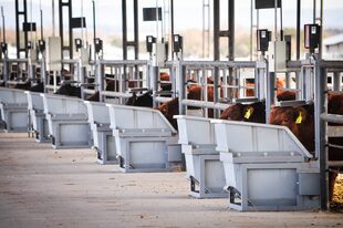 Se instaló tecnología que permite hacer un seguimiento de la alimentación de los bovinos