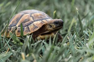 Se le escapó la tortuga, pidió ayuda a sus vecinos y recibió una catarata de respuestas insólitas