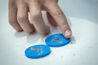 Argentina Open: el main draw, con siete argentinos y la despedida de Ferrer