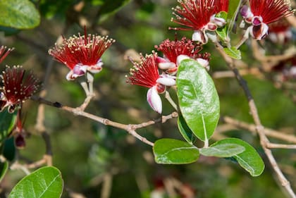 Se lo conoce vulgarmente como guayaba o falso guayabo.