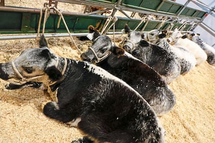 Se logró un animal con excelente calidad de carne, rusticidad y una estética inconfundible