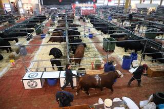 La ganadería larga en Palermo una carrera para ser campeona