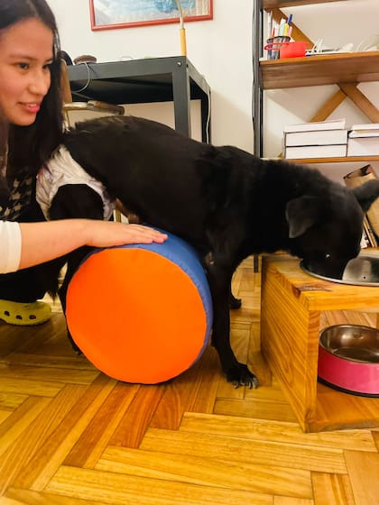 Se mantiene de pie para tomar agua.