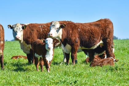 Se midieron emisiones del orden de 20 kilos de dióxido de carbono equivalente por kilo de carne lista para consumir