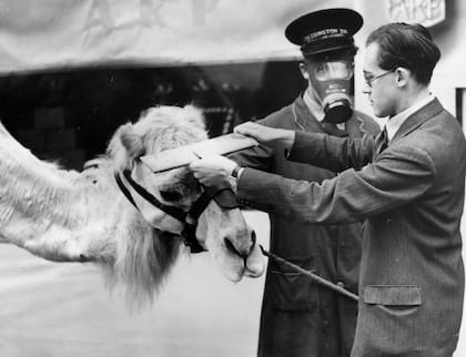 Se midió a los camellos en el zoológico de Chessington para hacerles máscaras a la medida.