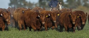 El RIMI un alivio fiscal clave para el agro