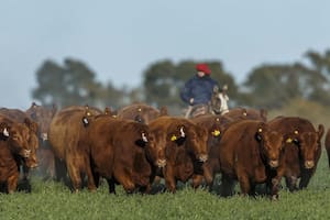 El RIMI un alivio fiscal clave para el agro