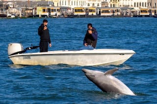 Apareció un delfín en la laguna de Venecia: sorpresa de turistas y alarma de los expertos