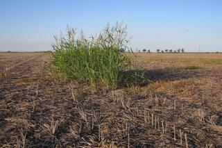 Cómo convertirse en un cartógrafo de malezas