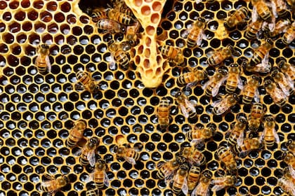Se necesitan cuatro millones de visitas para producir un kilo de miel (Foto Pexels)