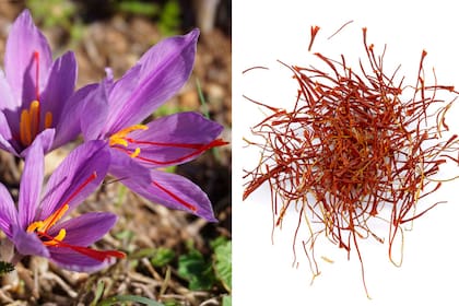 Se necesitan unas 70.000 flores de azafrán para extraer 200 gramos de este condimento. Se calcula que cada kilo puede llegar a costar hasta ocho mil euros, por eso muchos lo llaman el "oro rojo"