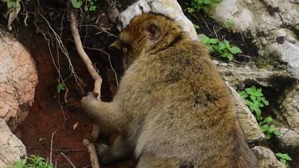 Se observó a macacos recolectando tierra para comer