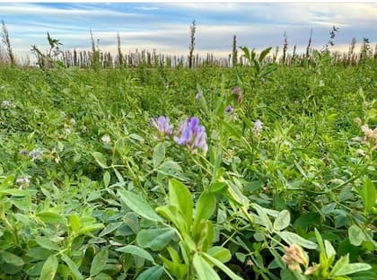 Se obtienen rendimientos promedio de alrededor de 18.000 kilos de materia seca por hectárea por año