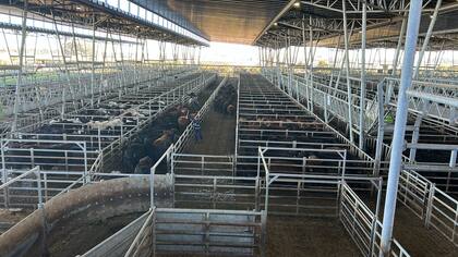 Se pagó $3620 por un lote liviano de novillitos de 314 kilos