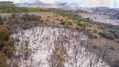 Se perdieron miles de hectáreas de bosque donde los animales suelen pasar el verano