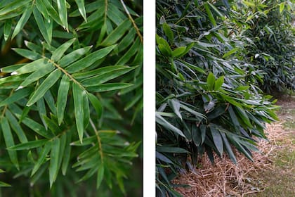 Se plantaron más de diez especies diferentes de bambú, tanto nativas como exóticas, pertenecientes a los géneros. A la izquierda, Bambusa multiplex, con cañas flexibles y amarillentas, erectas en la base y curvadas hacia el ápice. Enfrente, Bambusa oldhamii, de crecimiento erguido, con una altura que supera los 12 metros y cañas de 10 cm de diámetro. Se usan en construcción, mueblería y artesanía.