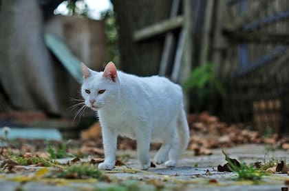 Se podrá pedir atención veterinaria a través de la web (Foto: GCBA)