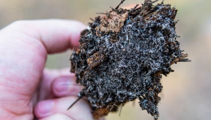 Se podría decir que las plantas “poseen una especie de arsenal químico que utilizan para defenderse y afectar los procesos bioquímicos y fisiológicos de otros vegetales”