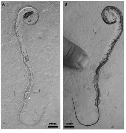 Se predijo durante mucho tiempo que una serpiente de cuatro patas se encontraría como fósil