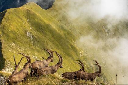 Mención de Honor, categría Naturaleza, la imagen es de Jonas Schäfer, Una manada de cabras montesas en el Oberland bernés de Suiza cruza una cresta sobre el lago Brienz