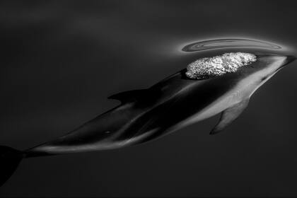 Tercer lugar, Categoría Naturaleza, la imagen es de Scott Portelli, los delfines oscuros a menudo viajan juntos en gran número en los profundos cañones de Kaikoura, Nueva Zelanda, en busca de alimento