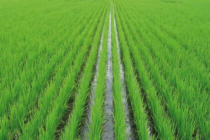 Adecoagro: el gigante del campo que se quedó con el Oro a la Excelencia Agropecuaria 14 En 2007, se expandieron en el negocio de arroz en la Argentina, incorporando tierras, dos molinos de procesamiento y la marca comercial Molinos Ala para el mercado doméstico