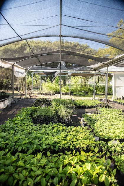 Se producen los plantines para muchos proyectos de la ciudad, además del CIFA