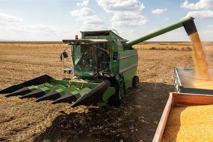 Se producirá un 64% más de cereal versus el año pasado