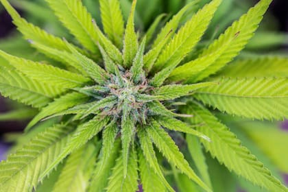 Se prohibirá la venta del cannabis de cáñamo en Texas