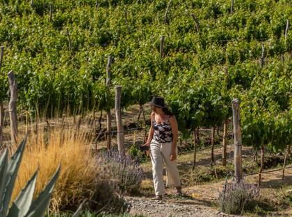 Se pronostican cerca de 18 millones de quintales de producción