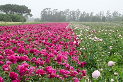 Se propaga por división de rizomas en el otoño o la primavera.